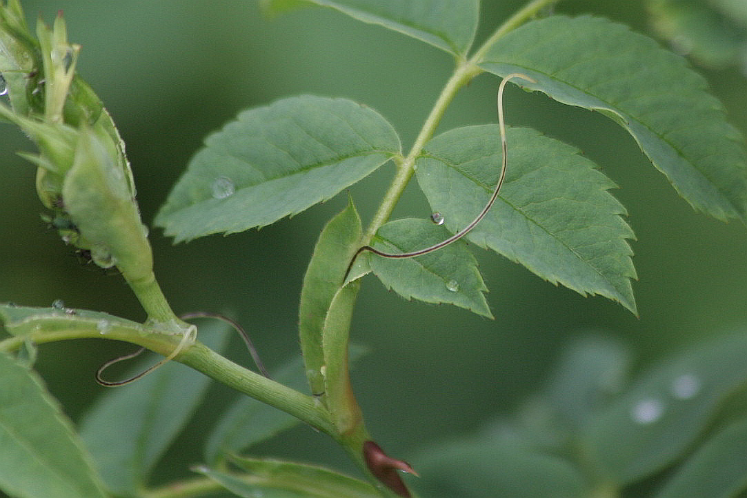 Gordius sp.